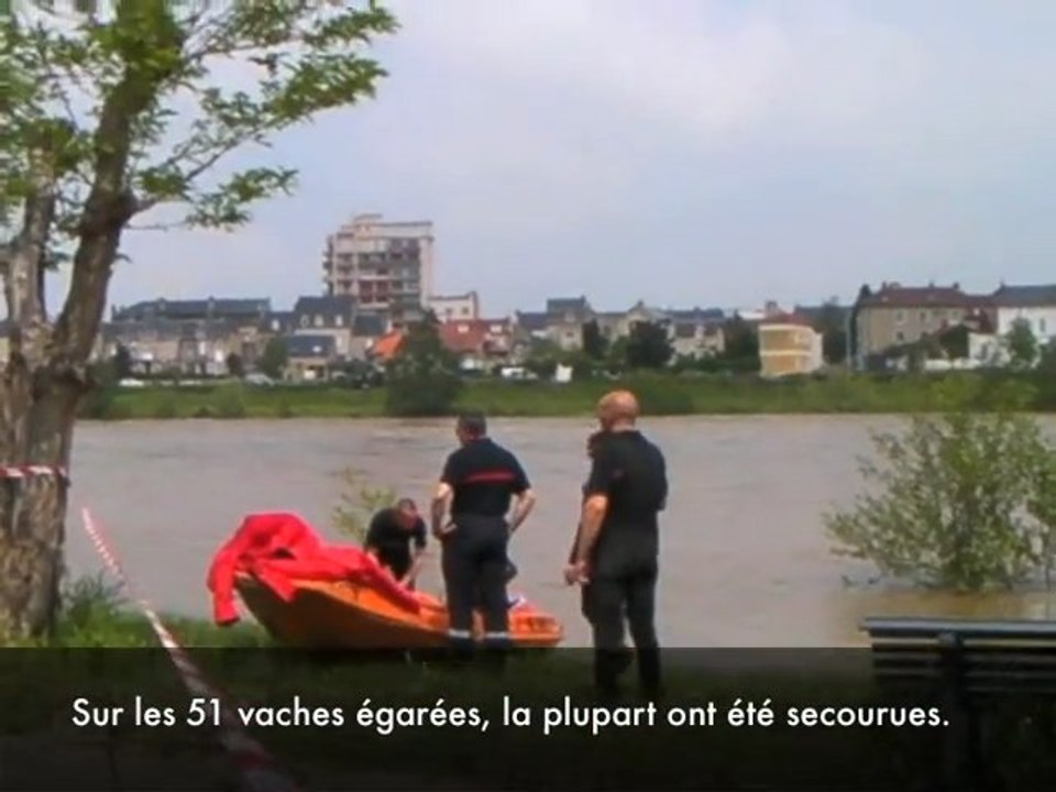 Moulins : opération sauvetage d'un troupeau de charolaises cernées par les eaux de l'Allier