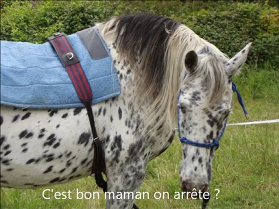 Longe nouveau 2.wlmp
