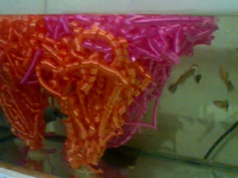 Moscow Blue yavruları, Full platinium yavruları lepistes.net