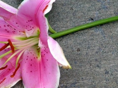 Der letzte Tango aus Berlin. Teil 2 - Last Tango from Berlin .Part 2