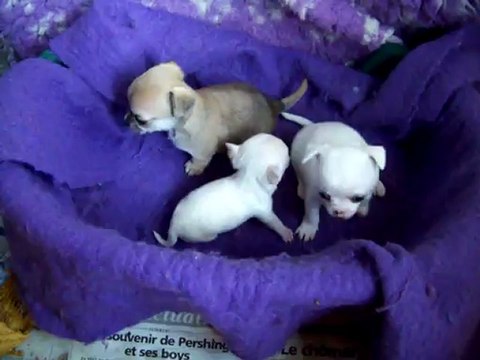 bebes chihuahua