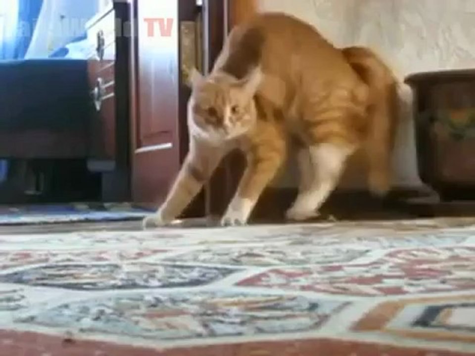 FAILS WORLD - Weirdest Cat Walk Ever