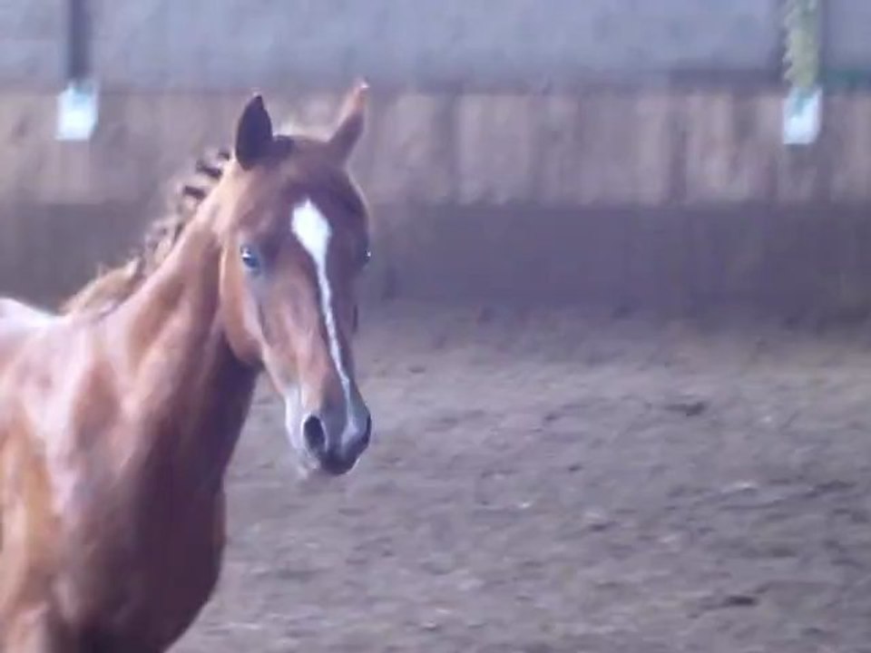 Les allures  au centre équestre