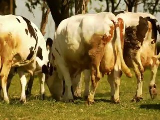 Cows - Free HD stock footage