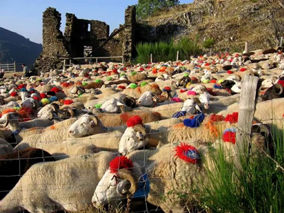 Transhumance en Cévennes