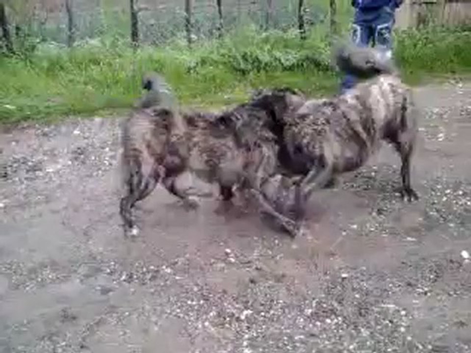 Kaloshi vs shapi