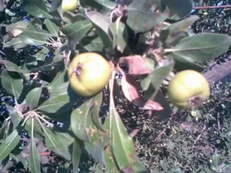 asik kul nuri viran olmus bizim koyler