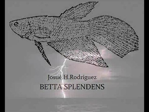 Josh&Latex - BETTA SPLENDENS