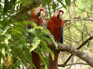 Sacred sun-bird returns to Mayan ruins in Honduras