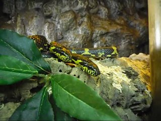 Montage Elaphe Schrenckii Schrenckii (Fiche d'élevage)