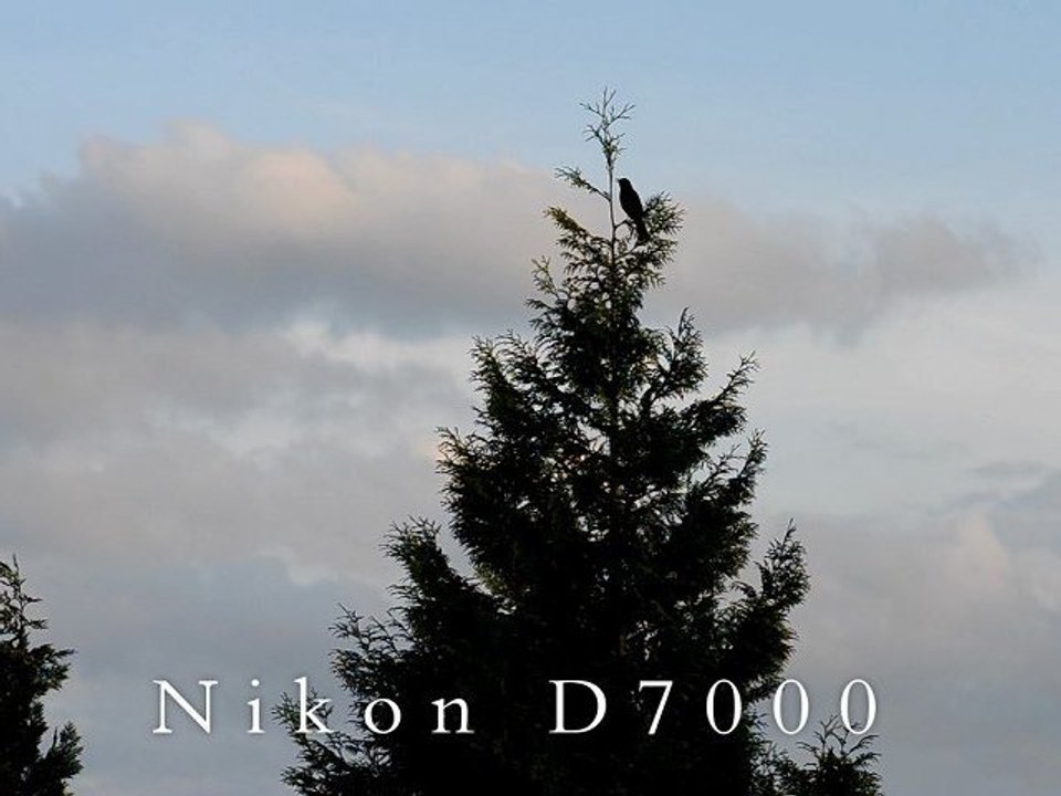 Nikon D7000, AF-S 85mm 1:1,8G