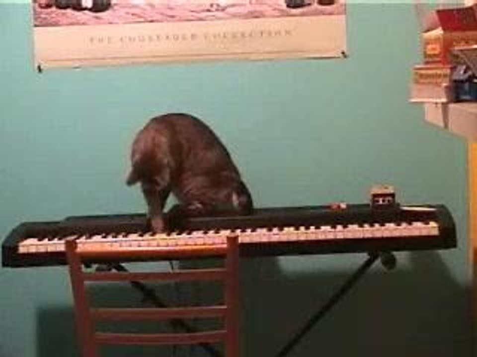 Eric the cat plays piano