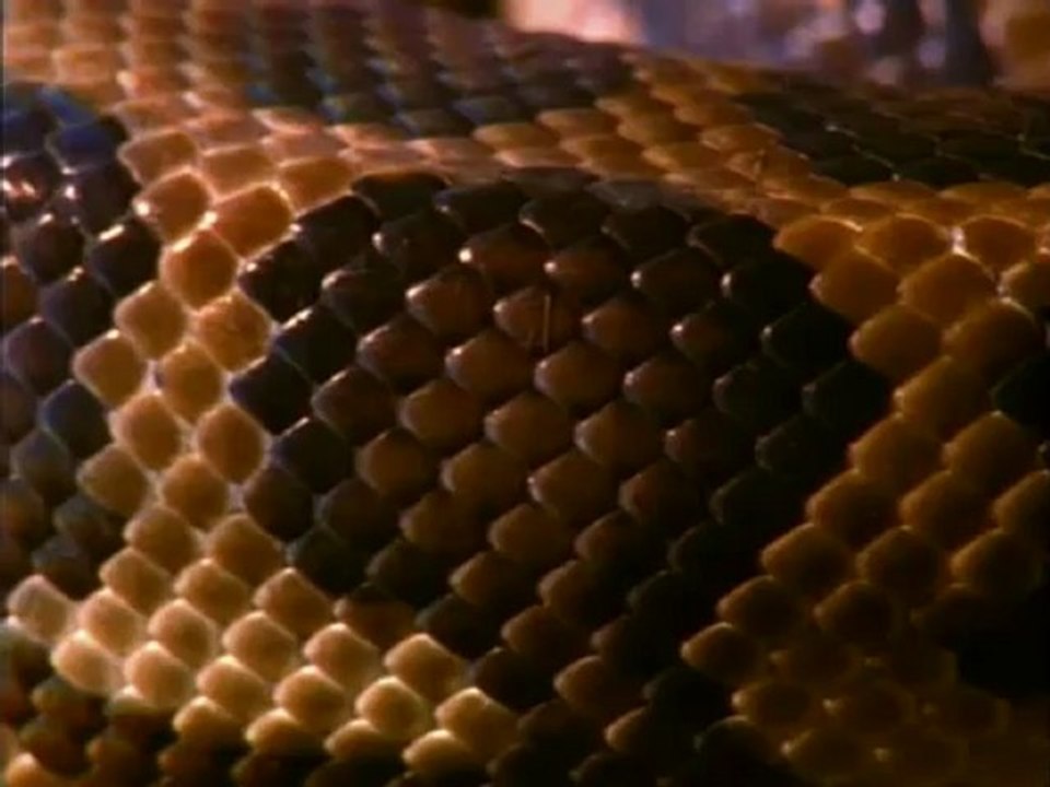 predators.E4.the.skills.to.survive