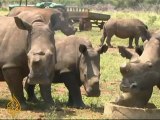 Cutting off poachers through rhino de-horning