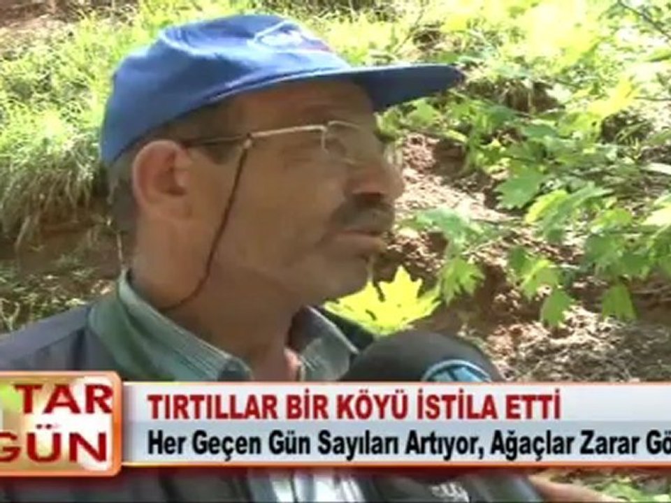 TIRTILLAR BİR KÖYÜ İSTİLA ETTİ 25.05.2012