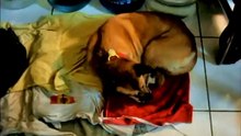 Baby Trying To Feed Dog and Goodnight