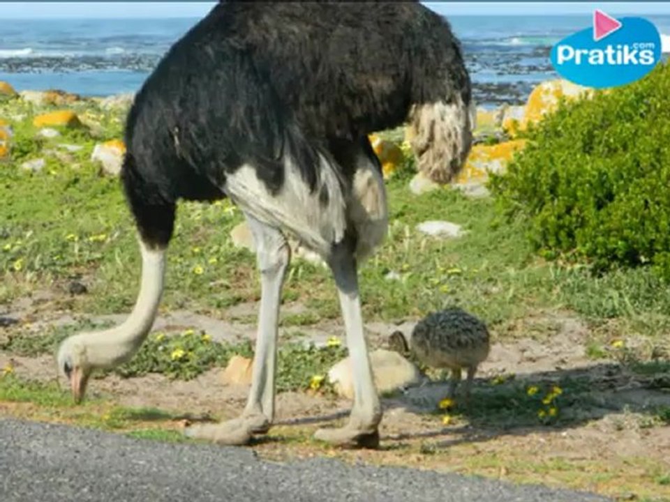 Pourquoi les autruches mettent la tête dans le sable