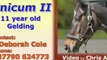 Dressage Horse for Sale - Unicum II