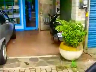 Taking Stray Dog  to Vet on a SCOOTER -  MC2