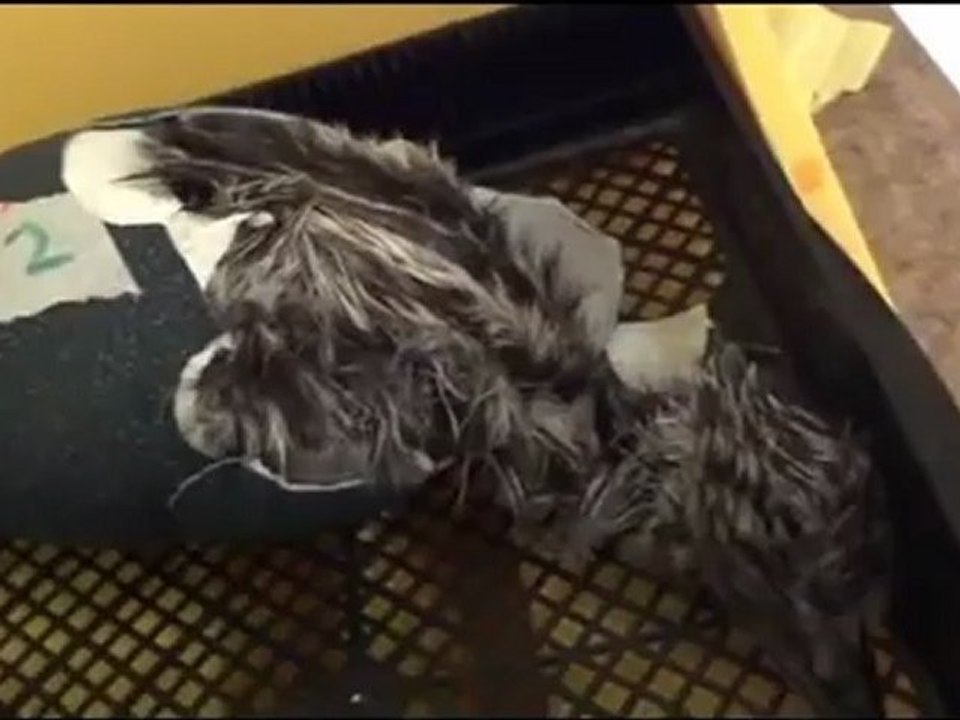 Emu Egg Hatches! Baby Emu Hatches!