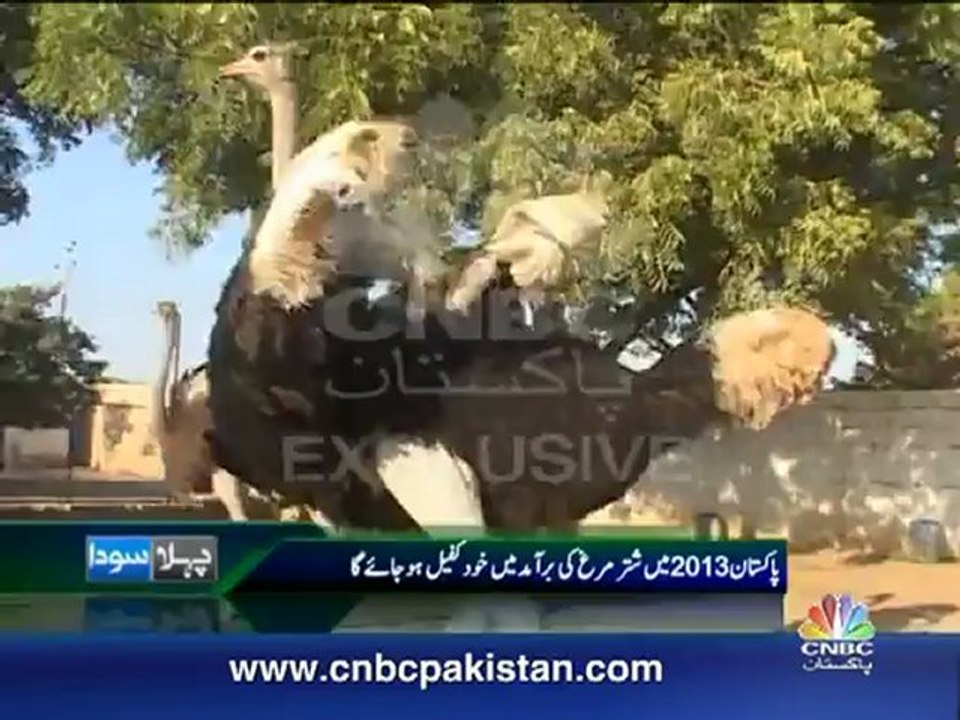 CNBC Ostrich report part 1