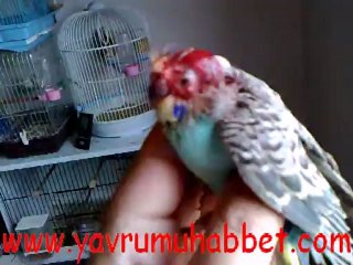 Anne Baba Tarafından Dayak Yiyen Muhabbet Kuşu