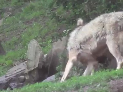 Leçon de drague chez les loups au parc animalier