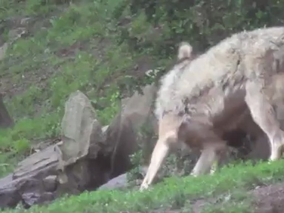 Leçon de drague chez les loups au parc animalier