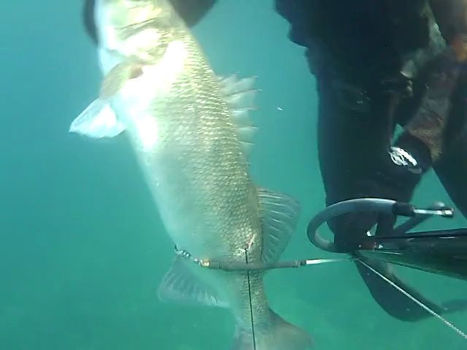 Chasse sous-marine - Loup de 6kg (bar)