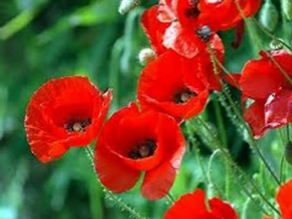 YSCP-Memorial Day Origin