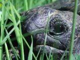 Les tortues de la Ménagerie prennent leurs quartiers d'été