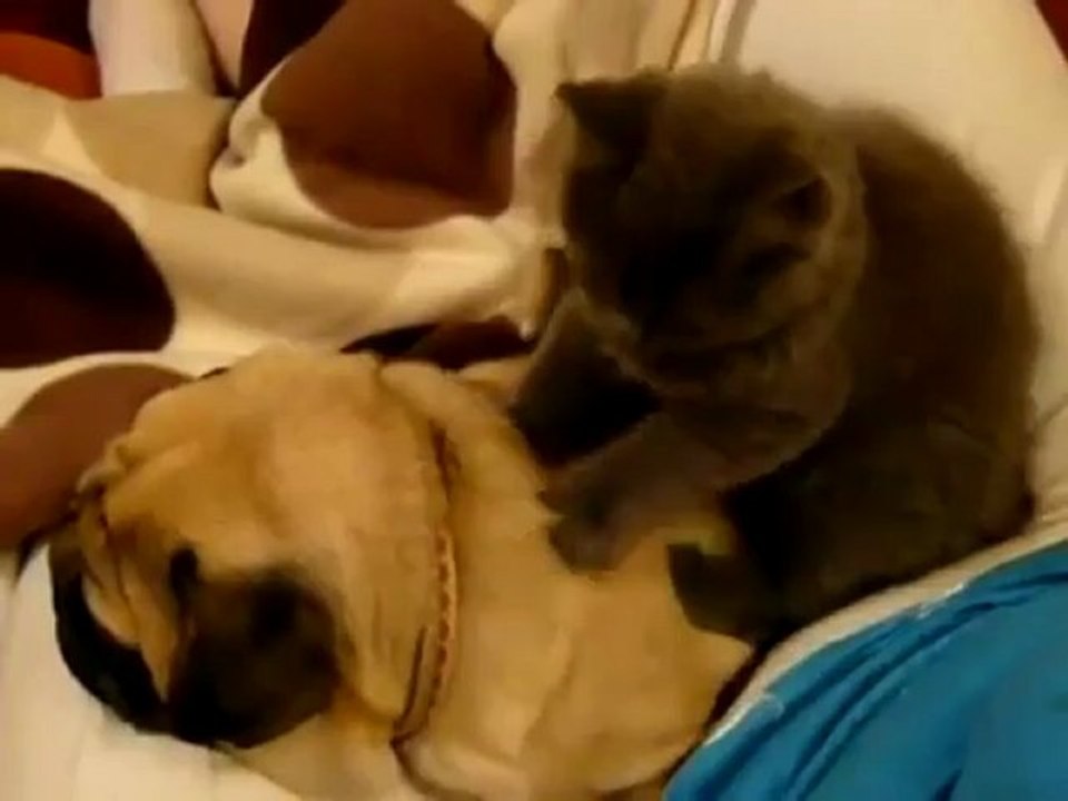 Funny Cats -www.moneyfortune.org