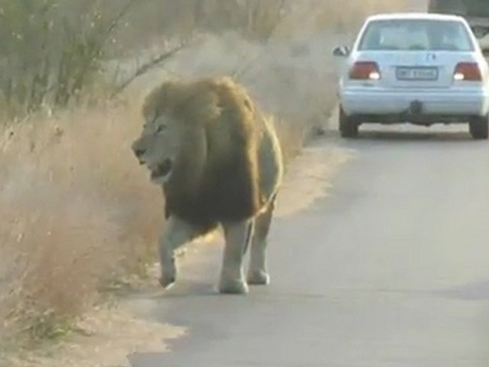 Kruger National Park Accommodation Bookings