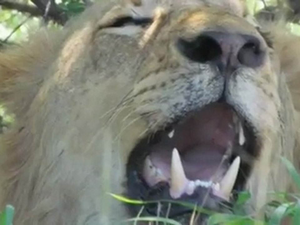 Kruger National Park Bookings and Reservations