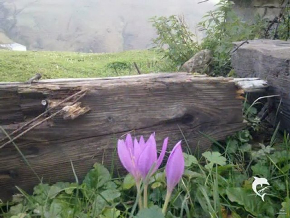 çaykara-karadeniz cicekleri-mezire-ali yıldırımhan