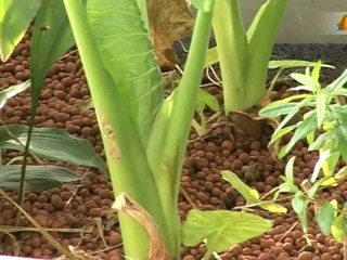 Economie Autonomisante, Activité, Autogestion, Nature ... 85