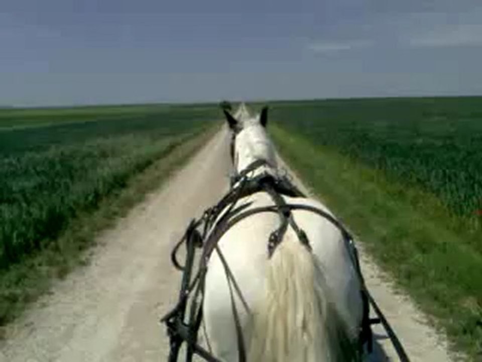 freeze, première vraie sortie attelée.