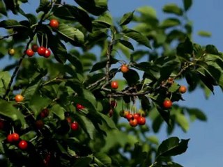 Cherrys - Free HD stock footage