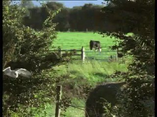 A madarak élete - David Attenborough 2/10