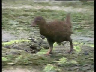 A madarak élete - David Attenborough 1/10