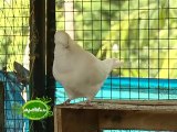 Documentary on different exotic breeds of pigeon grown in the terrace