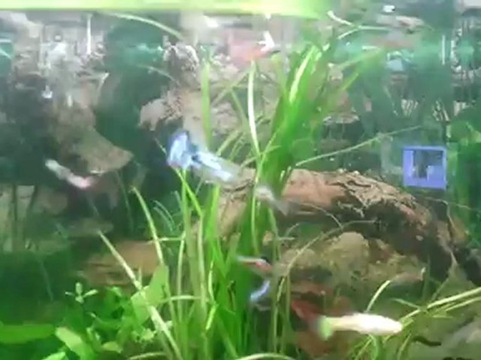 Vidéo0051