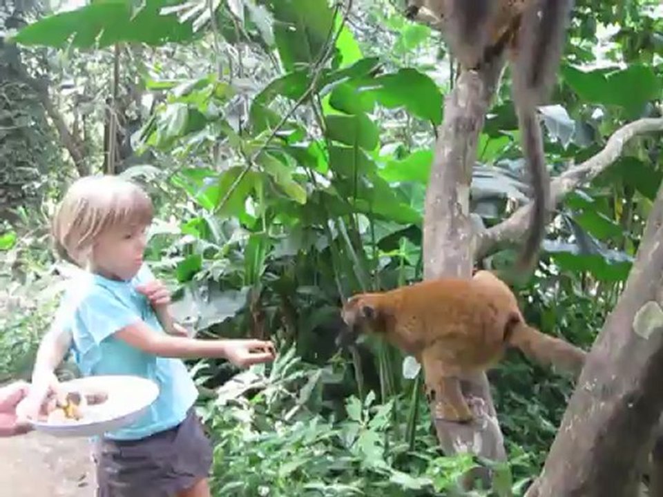 Les makis au Mont Combani