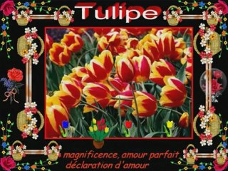 Le langage des fleurs 2...