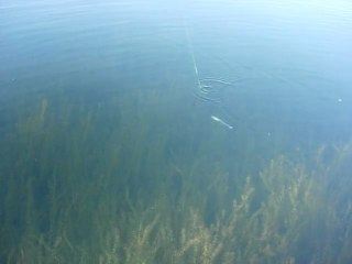 nage du leurre Amazing Shad