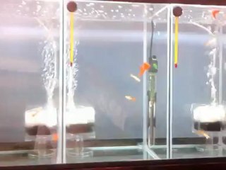 Yüksek Kaliteli RREA Full Red HTD Üretim Tankı – 4 Bölmeli, 100x30x45 cm