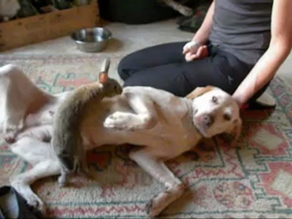 Gali et Gaston