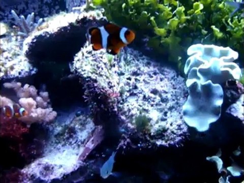 Aquarium eau de mer 250l