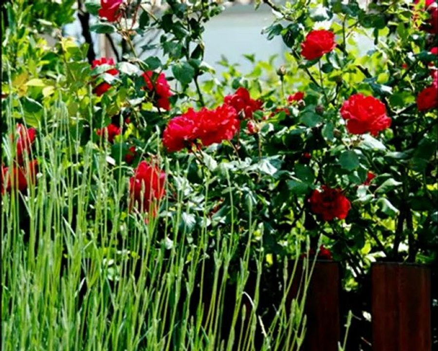 jardin fin mai
