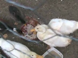 VAKVAK ve CİVCİV'ler